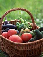 Vegetable gardening - There is some thing very satisfying about growing your own vegetables.It is a pleasant surprise we can get by the flavor of the home grown vegetables.They might not be as unblemished as those supermarket types but,they have a flavor many modern mass market vegetables seems to have lost.