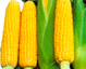 food - What's the staple food there?