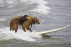 surfing dog - I wonder how dogs manage it. It is really interesting to see dogs surfing on the sea.