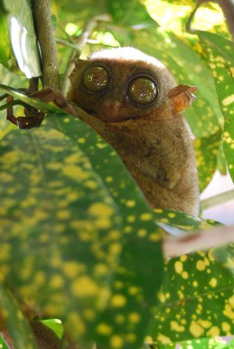 Tarsier - This photo was taken during my vacation in Bohol City, Philippine last June 2008. Tarsier is the smallest monkey in the world. They have enormous eyes and very long hind limbs, they only range from 10 to 15 cm in length but their limbs are about twice this long. They also have slender tail from 20 to 25 cm long.