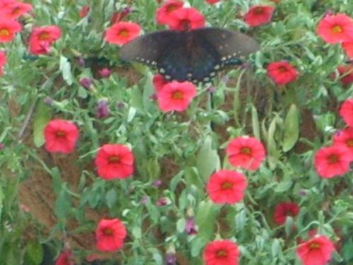 butterfly - a pic i recently took