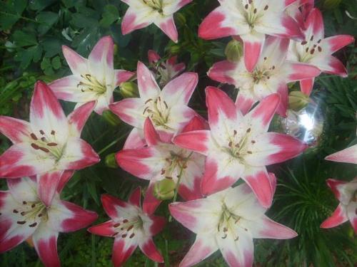 lilies - pretty and pink
