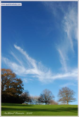 Wintry domain - A winter day in the Auckland Domain, New Zealand.