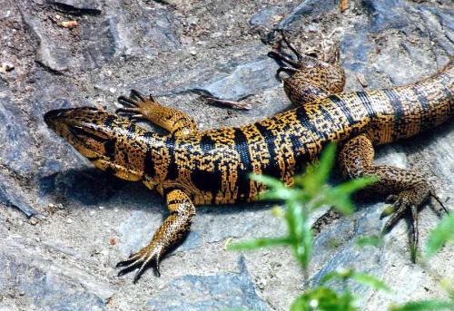 Lizard  - I am always scared of lizard and this one is really bad, I am scared even by looking at it on screen.