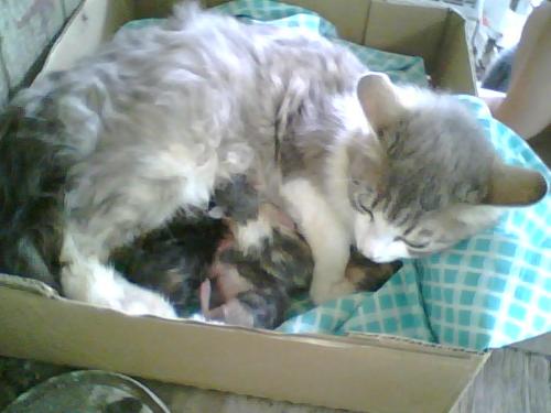 kittens, momma cat, and more kittens - The two month old kittens curled up with their 'big sister', the mom to the newest kittens (2 weeks old now.
