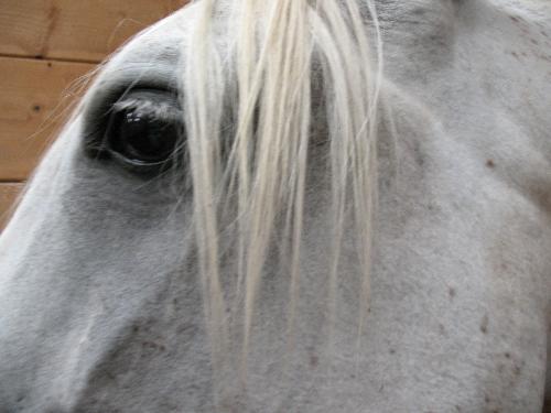 Eye of the Tiger [[No, Horse!]] - Gray Arabian Mare. Yup, it's her eyeball. o_O