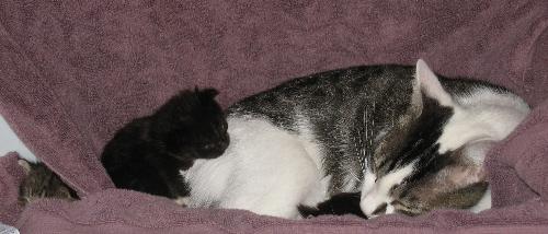 Rygel and kitten - This was taken last fall with the bottle babies