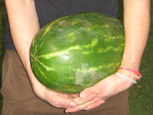 Watermelon - Large Watermelon on its way home to be eaten.
