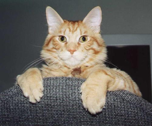 Fat Cat - This is a picture of my cat Sunny. He weighs 20 pounds. When we got him he only weighed a pound! We still love him though and he is very cuddly!