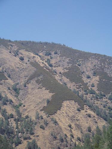 Bear on the Mountain - The bear on the Mountains in EL Portal along the Merced River. Bear on the Mountain - The bear on the Mountains in EL Portal along the Merced River.