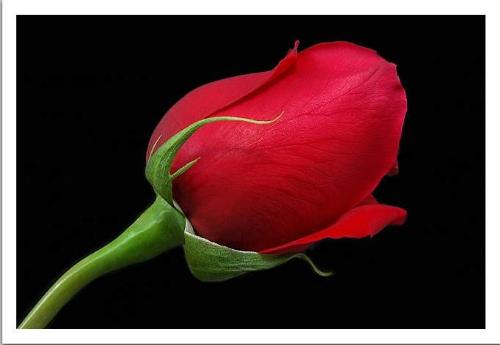 a red rose bud. Isnt that lovely? - My favorite kind of rose.