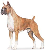 Boxer - a great breed of dog