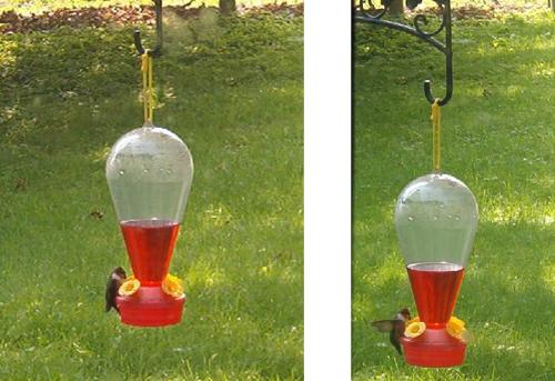 Hummingbird Outside My Window This Morning - I was finally able to get a shot of the hummingbird through the window this morning. Hummingbird Outside My Window This Morning - I was finally able to get a shot of the hummingbird through the window this morning.