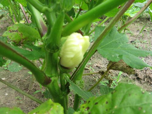 okra - flower of my okra