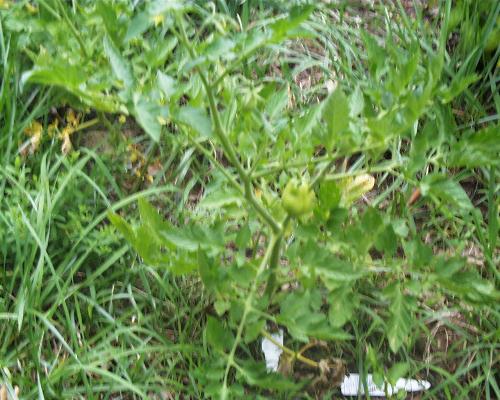My Tomato Plant  - My tomato plant grown in my front yard