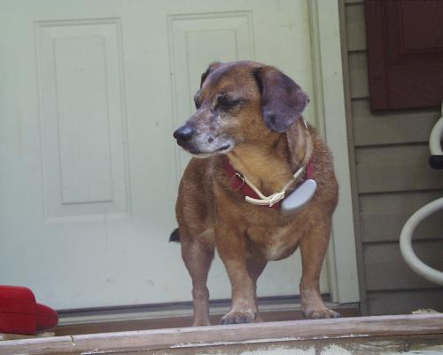 boa - my dog