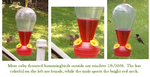 Ruby Throated Hummingbirds - These guys have been back and forth outside my window for several hours today.