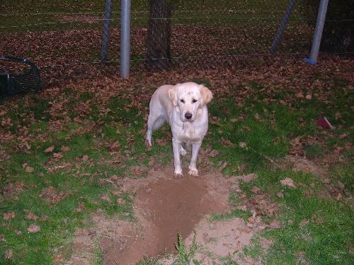 Sandy - Picture of my Golden Retriever, Sandy.