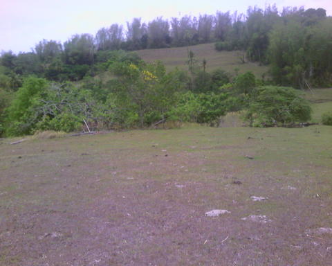 Site of the Centennial Forest in UP Visayas Philip - The photo shows the actual site where a project called UPV Centennial Forest will be located. It is one hectare and hopefully could be expanded in the future.