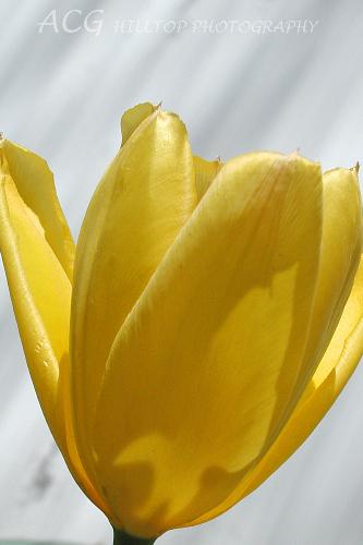 My Idea of Spring - The first tulip of the season. These flowers were here before we ever moved in, but I have adopted them, and they bloom better than ever now.