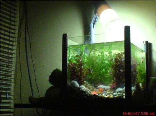 an aquarium - this is my 2nd aquarium and my ghost knife fish is hidden somewhere.lol