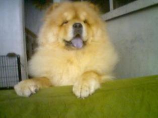 My shintah - He is my male chowchow, he is daddy of all my chow puppies. He is smart and very good boy. He loves milk, rice and chicken.