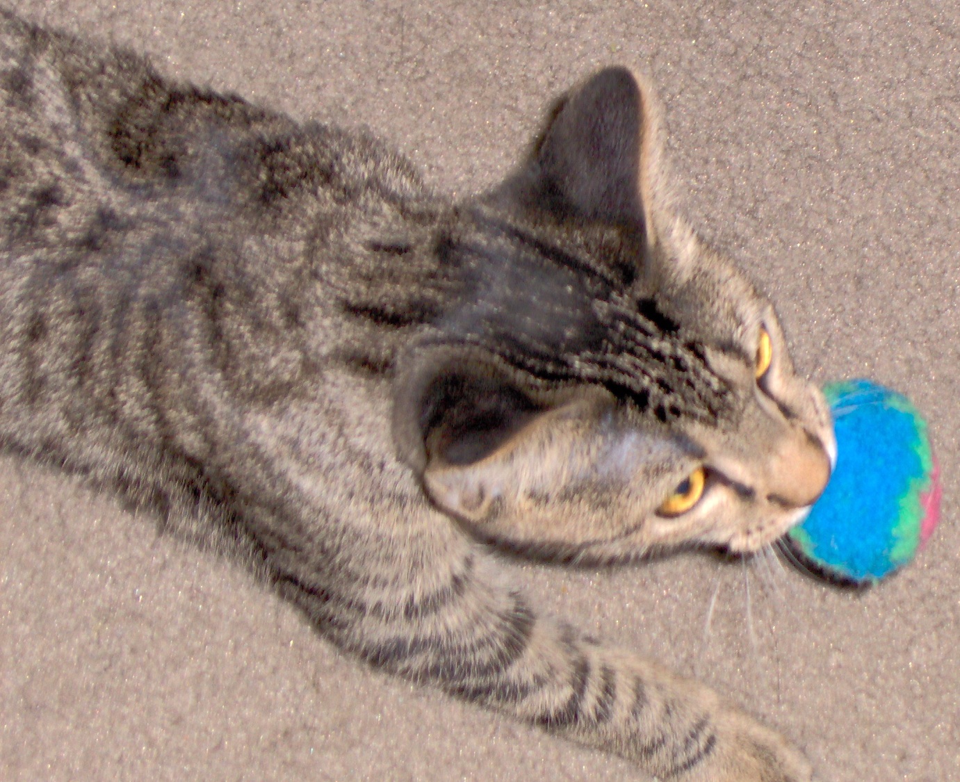 Morrison - Morrison love his toy and playing fetch.