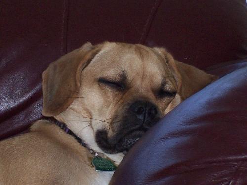 Oliver Sleeping - This is my Dog Oliver Sleeping on the couch.