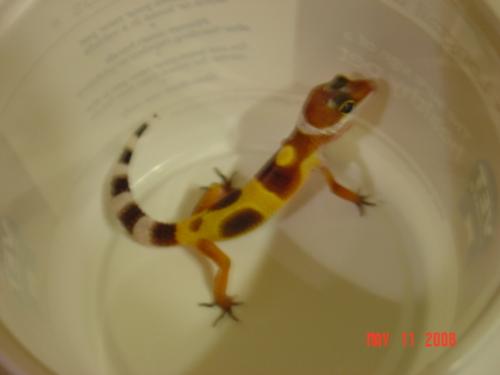 Izzy-my little leopard gecko - Izzy-my little leopard gecko on her first day home