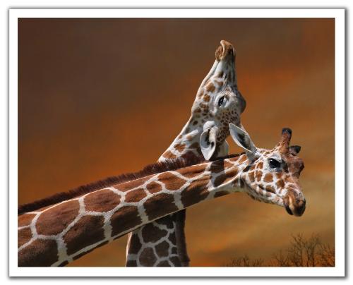 giraffe - view
