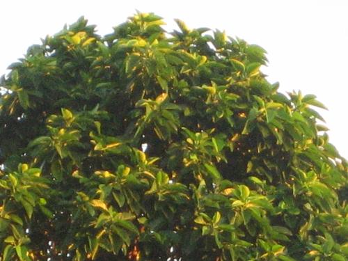 Do You Have GREEN THumb? - Do you have GREEN THUMB?