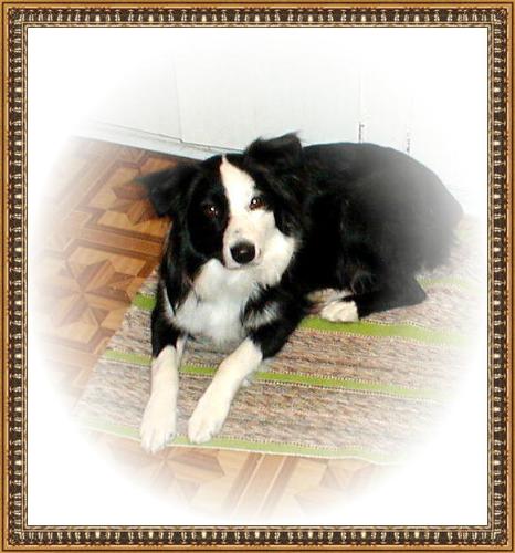 Queenie - This is a picture of my Aussie. Isn't she beautiful?!