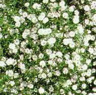 Photo of baby's breath flowers - Photo of white baby's breath flowers