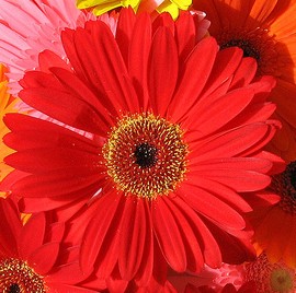 beautiful flower, beautiful personality;) - gerbera