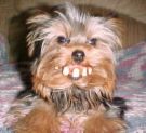 bucky! - LIKE MY BUCK TEETH?