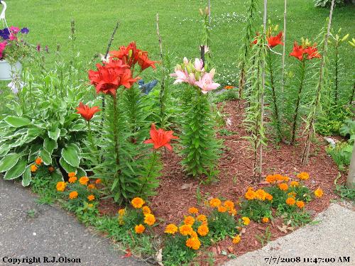 One Lily bed - This is a shot of one of my two Lily beds.  This is the nicest looking one I feel.