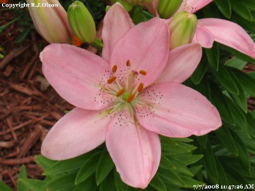 Pink Perfection - Beautiful looking and an awesome color I feel.