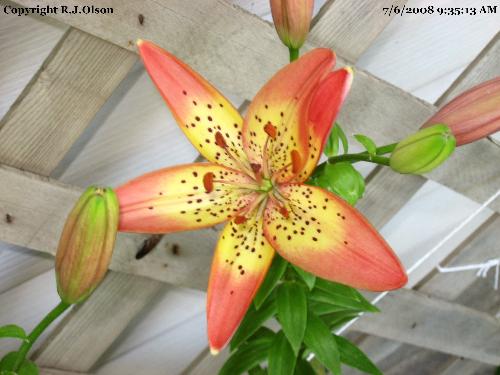 Asiatic Lily - These are a peach and Yellow tint.