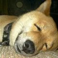 sleeping dog - sleeping dog.. how cute!