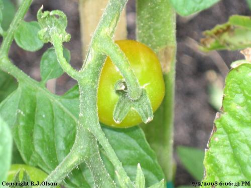 Finally - Finally some of my tomatoes are turning red