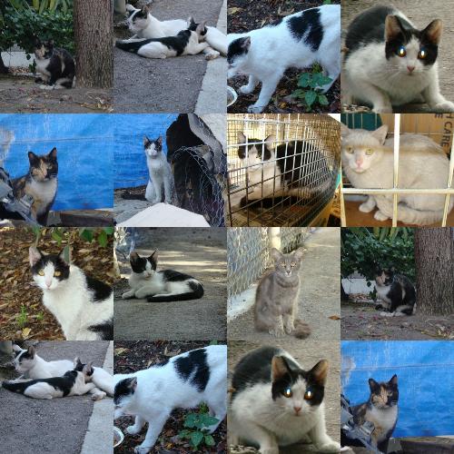 Collage of Missing Kitties - These cats were part of my Colony and I love them very much. Someone or something is making them disappear. These cats have all disappeared throughout end of 2007 until now, July, 2008.