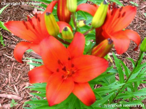 Orange beauty - Tiger Lilies