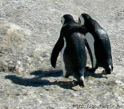 Penguin friends - two penguins with arms around each other like friends