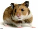 hamster - Poor munster has issues and he needs everyones expertise.