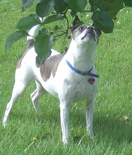 cookie - looking for birds