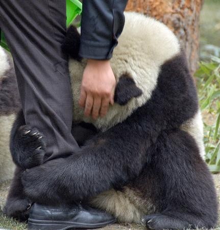 Panda after the earthquake - Once the panda see the policeman coming to save him after the manitude-8earthquake