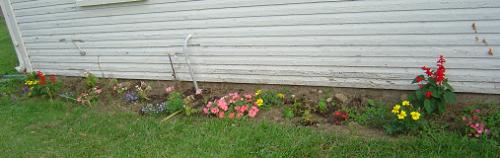 My Rescue Garden - These are all Walmart rejects, cruelly deprived of water to the point of death. They love their new home!