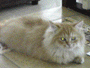 garfield who very well live up to his name - this is our cat garfield, a 2 year old persian cat. garfield who very well live up to his name - this is our cat garfield, a 2 year old persian cat.