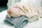 rolls - Omg wheres my towel!