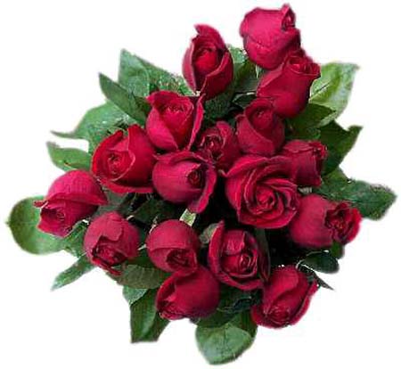 Rose - Red roses....they are beautiful...!!